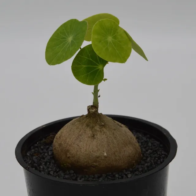 pasiora-stephania-erecta-caudexpflanze-12cm-rarit-t image 1