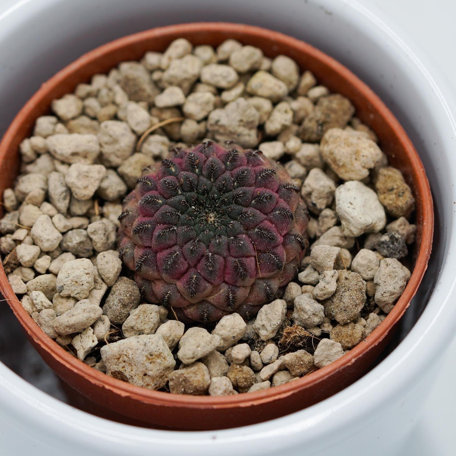 pasiora-sulcorebutia-rauschii-violet-kaktus-5-5cm-topf image 4