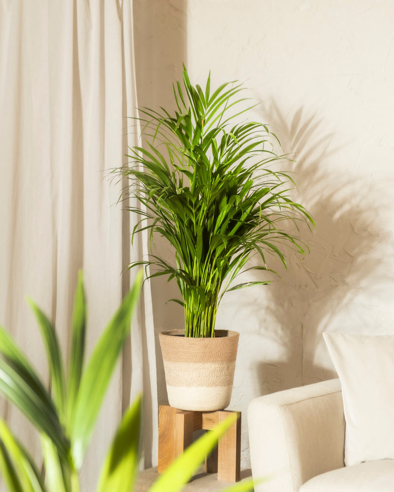 feey-goldfruchtpalme-areca-palme-gro image 4