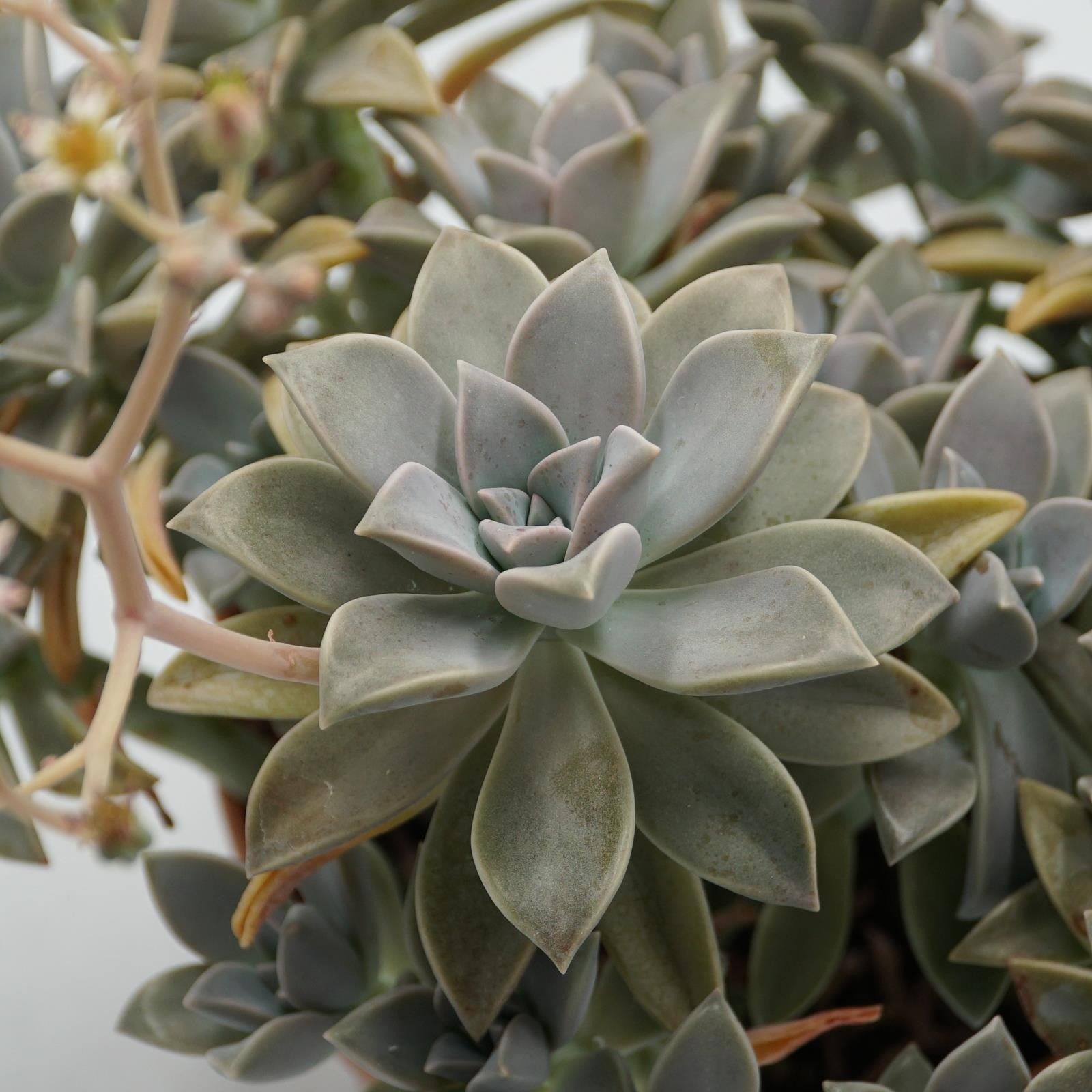 pasiora-graptopetalum-paraguayense-sukkulente-14cm-topf image 2