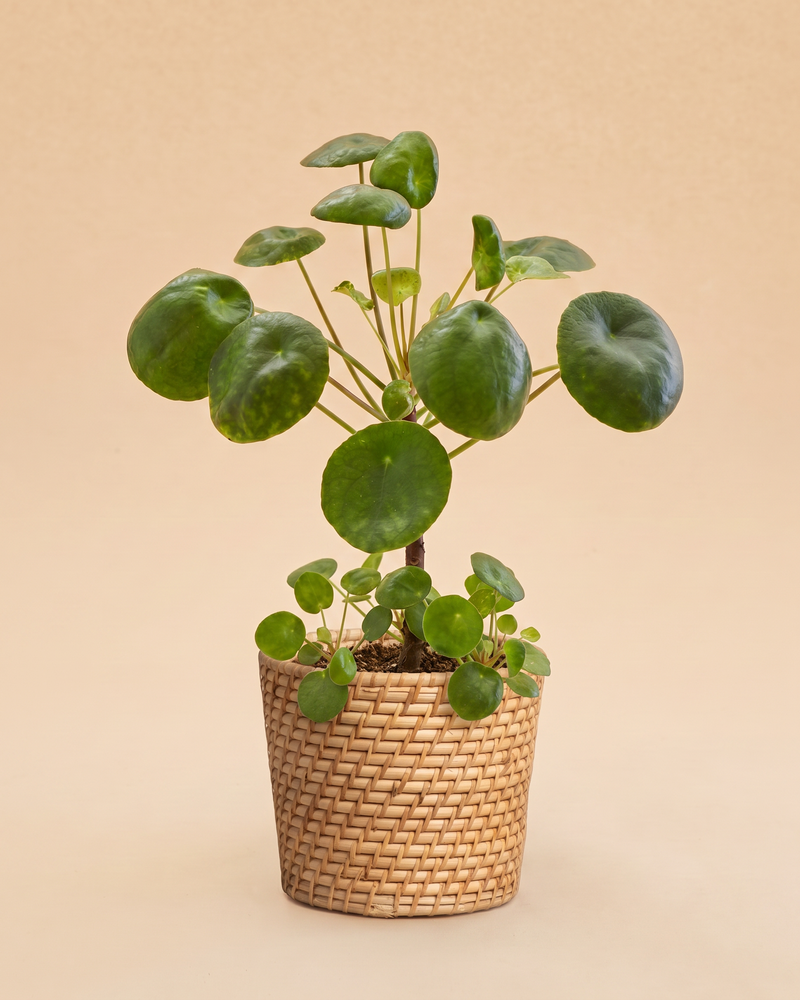 feey-ufopflanze-b-umchen-pilea-peperomioides-zimmerpflanze-klein image 8