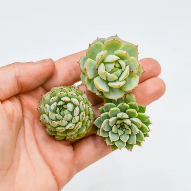 pasiora-echeveria-set-green-paw-derenbergii-siberia-sukkulenten-set-3-teilig image 1