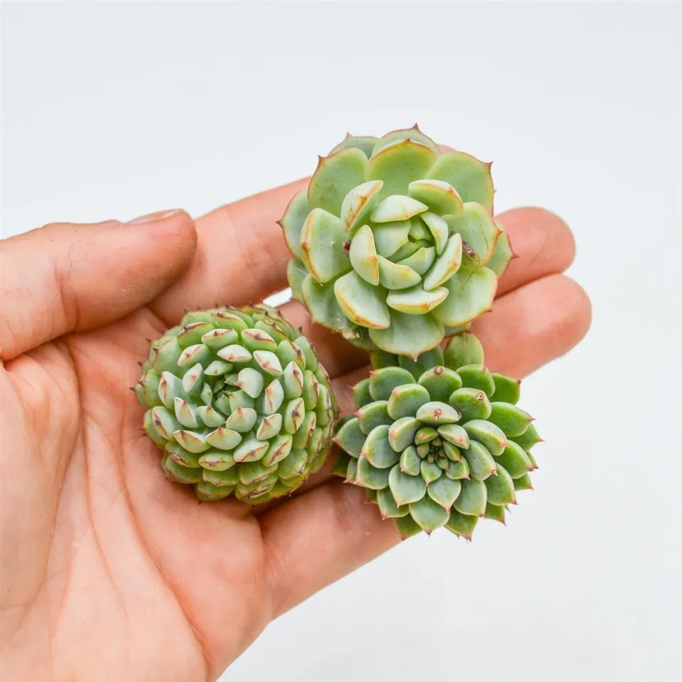 pasiora-echeveria-set-green-paw-derenbergii-siberia-sukkulenten-set-3-teilig image 1