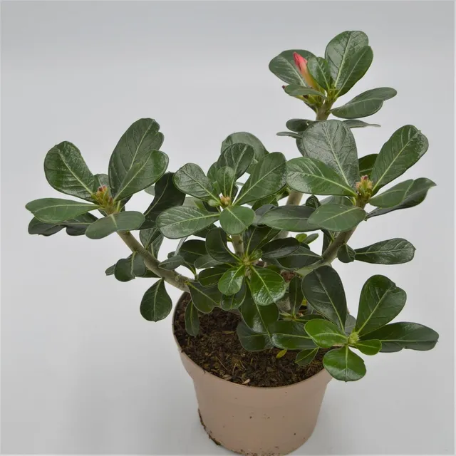 pasiora-adenium-obesum-anouk-w-stenrose-12cm-topf image 1