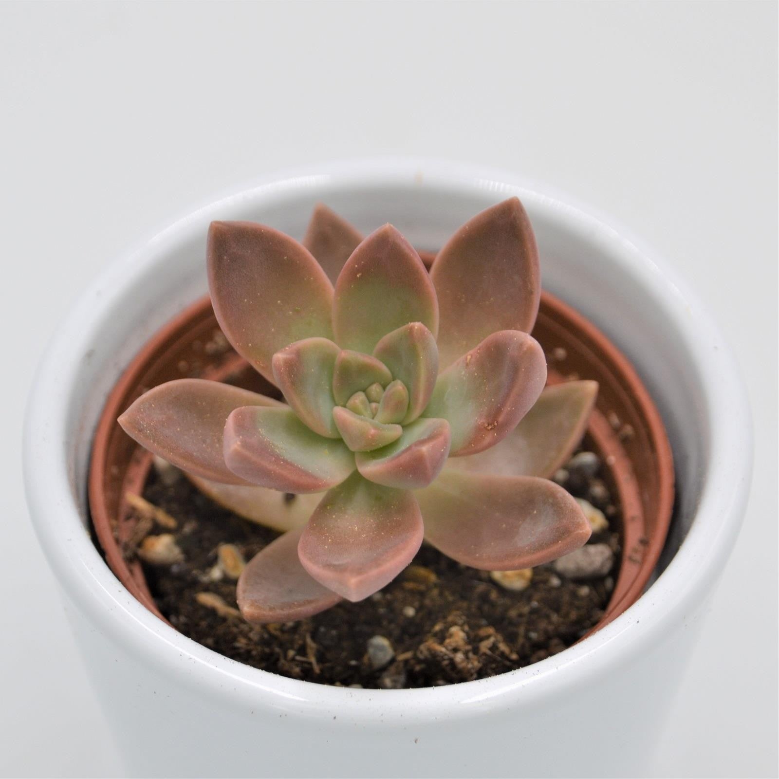 pasiora-graptosedum-california-sunset-sukkulente-6-cm-topf image 1