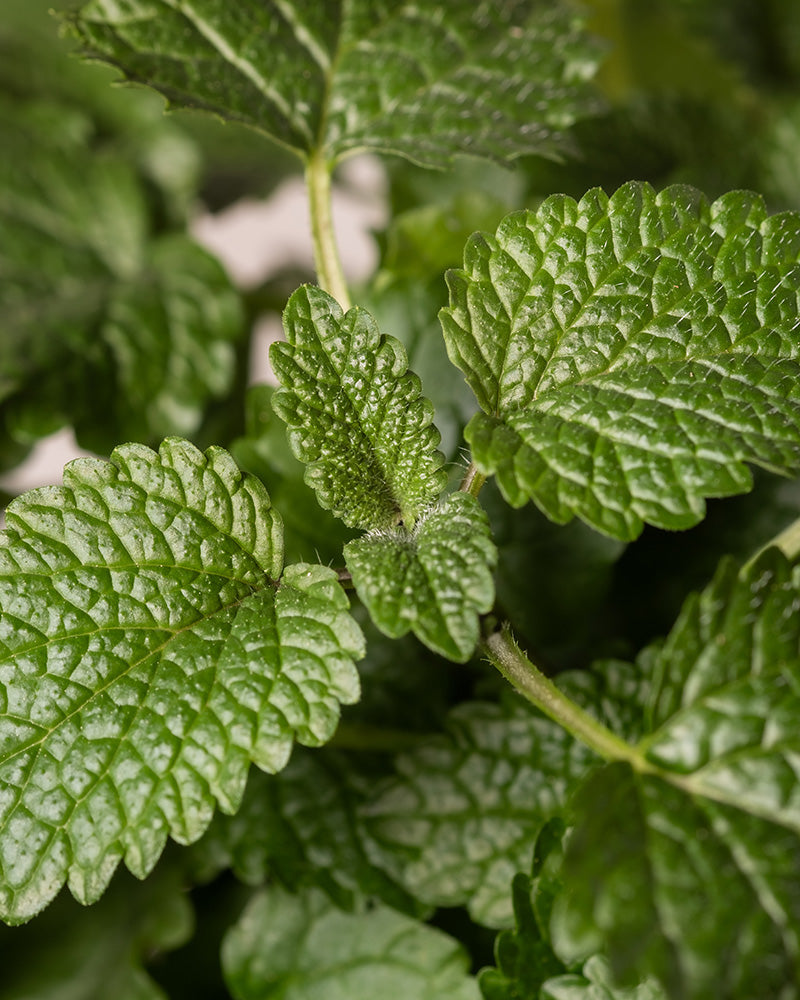 feey-zitronenmelisse-melissa-officinalis-kr-uterpflanze-essbar image 2