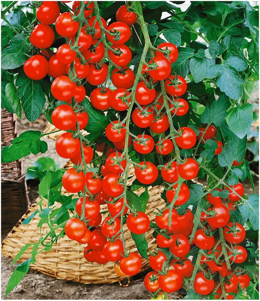 baldur-garten-veredelte-kirschtomate-pepe-f1-2-pflanzen-im-10-5-cm-topf image 1
