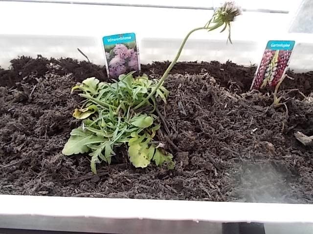Kräftige Jungpflanzen