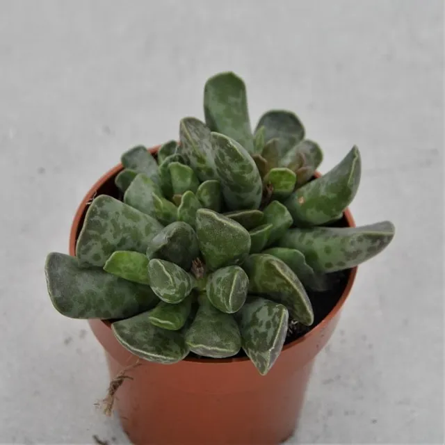 pasiora-adromischus-cooperi-kiebitzei-kurzstiel-sukkulente-8-5cm image 1