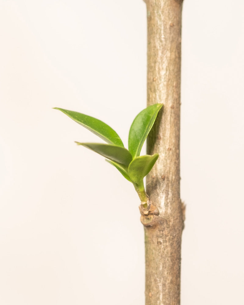 feey-liguster-ligustrum-vulgare-atrovirens-au-enpflanze image 7