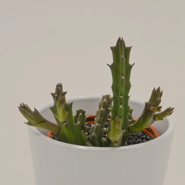 pasiora-stapelia-flavopurpurea-sukkulente-8cm image 1