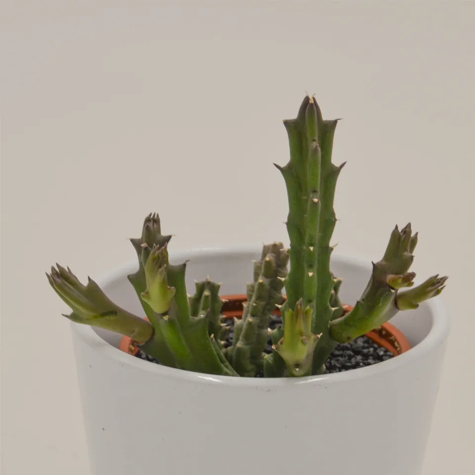 pasiora-stapelia-flavopurpurea-sukkulente-8cm image 1