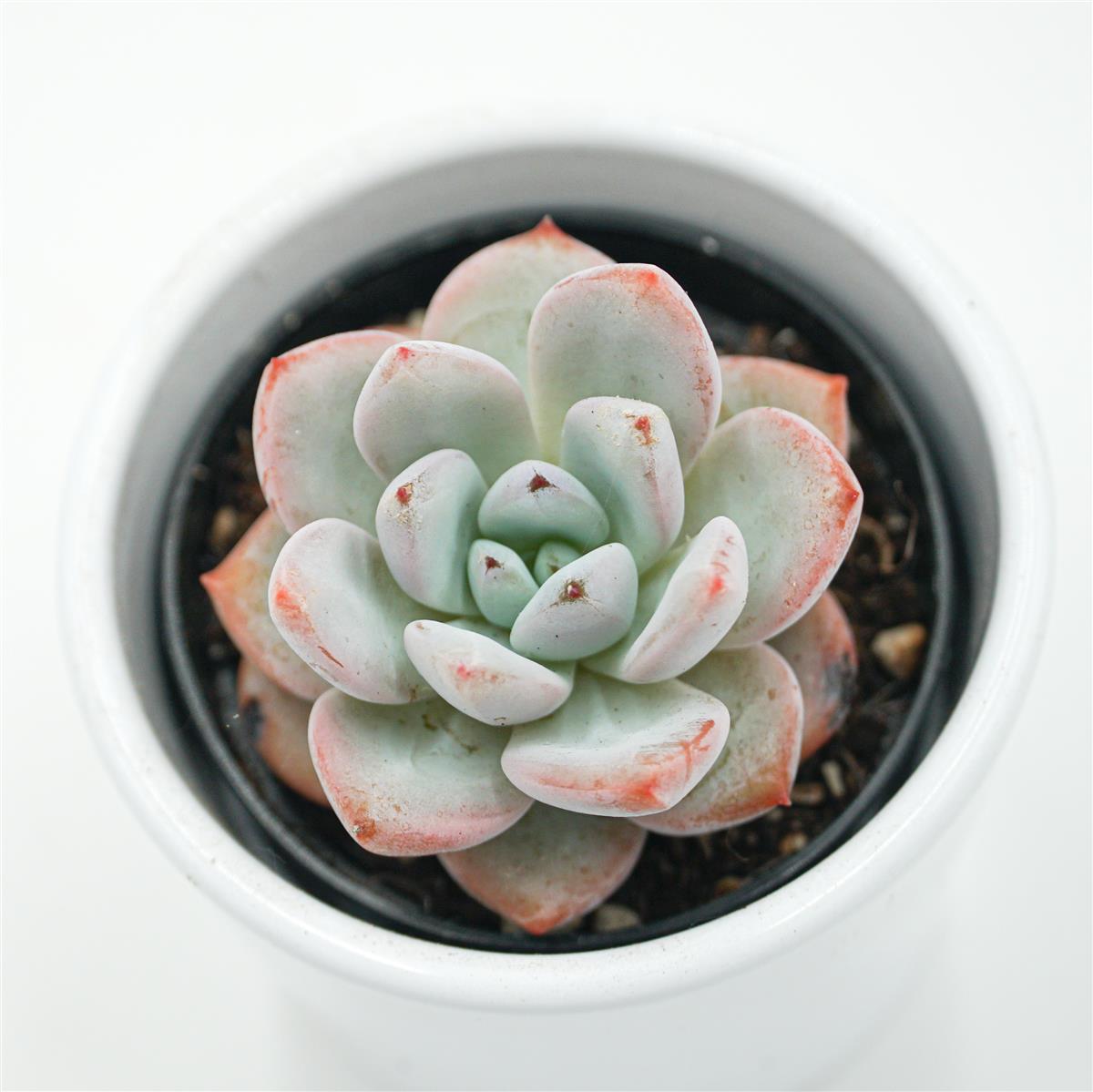 pasiora-echeveria-snow-scene-sukkulente-6-cm-topf image 1