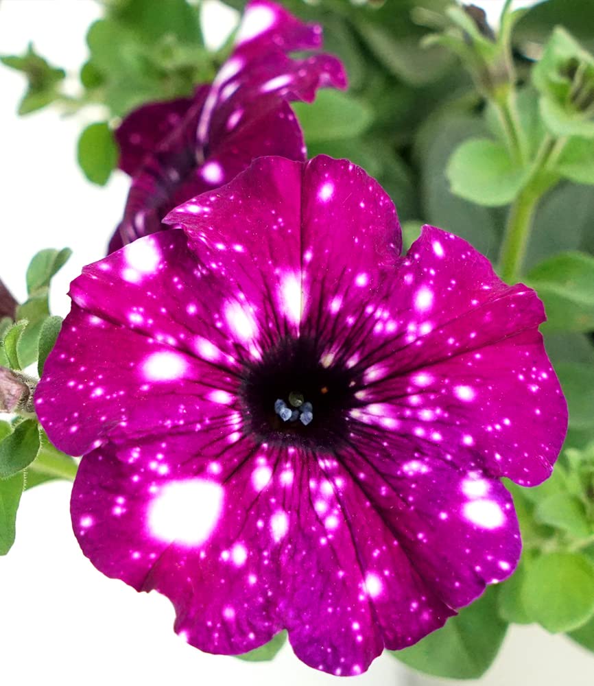 baldur-garten-h-nge-petunie-purpurrote-royalsky-3-pflanzen-im-10-5cm-topf image 4
