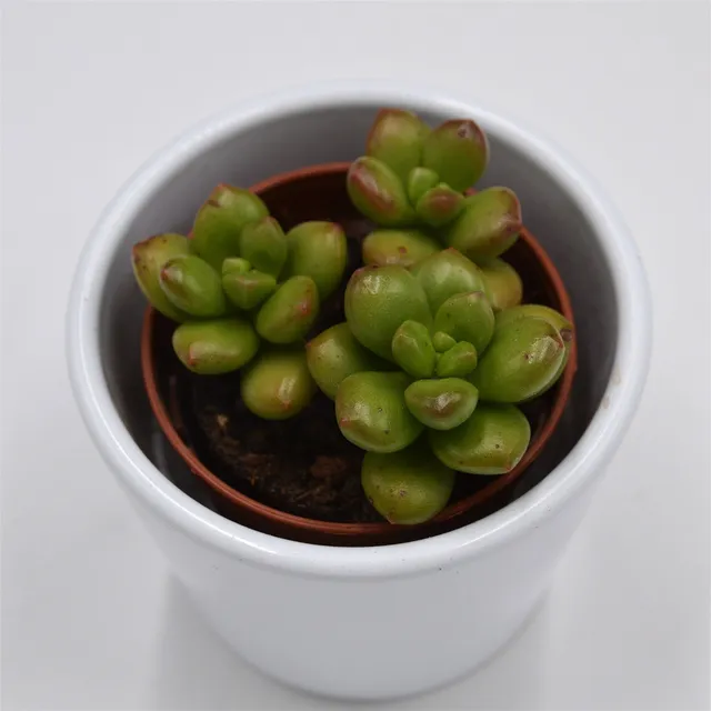 pasiora-sedum-red-coral-sukkulente-5-5cm image 1