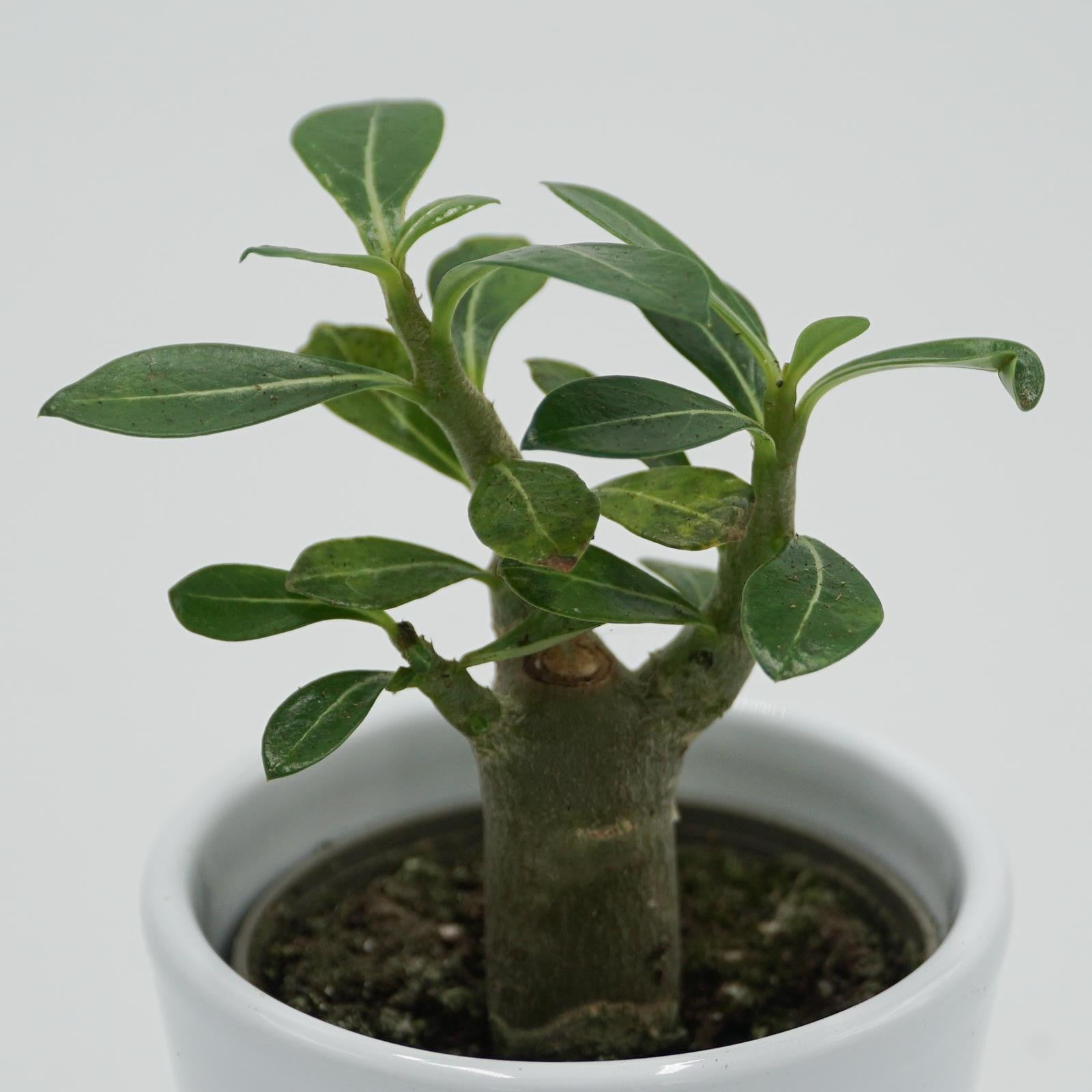 pasiora-adenium-obesum-w-stenrose-sukkulente-6-cm-topf image 3