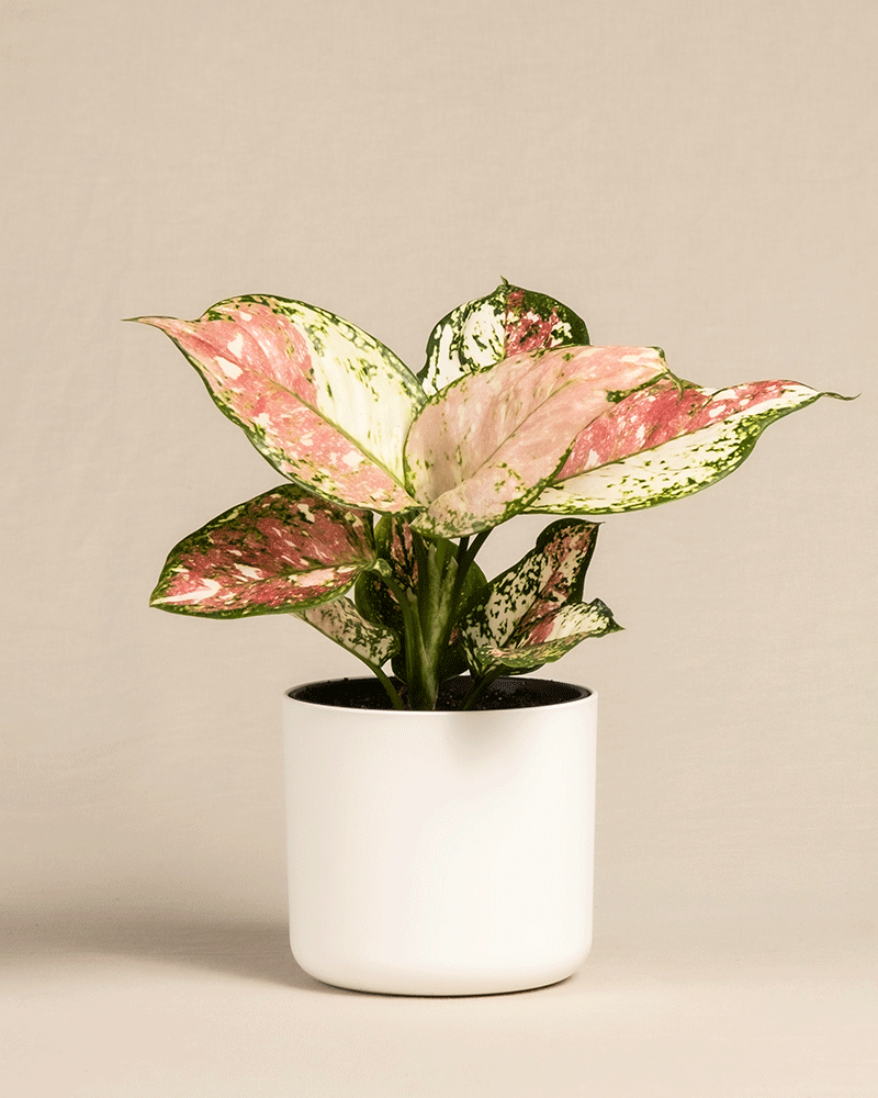 feey-aglaonema-jazzy-red-kolbenfaden-zimmerpflanze-klein image 8