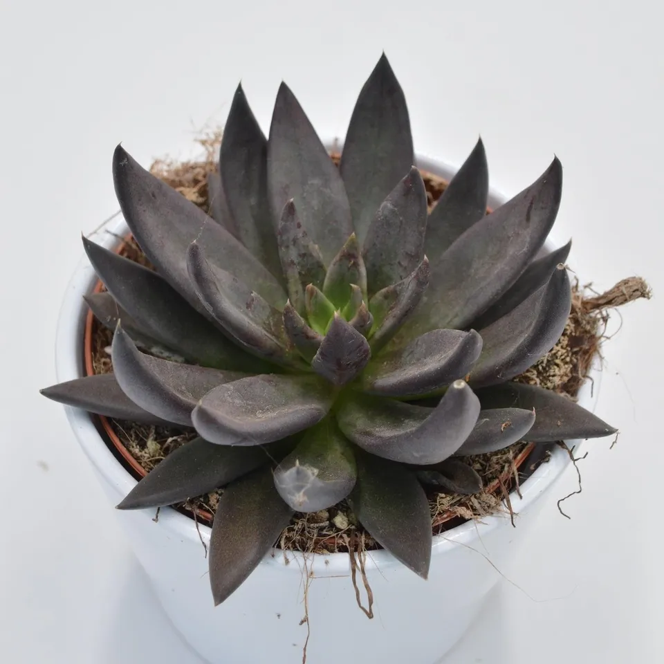 pasiora-echeveria-affinis-schwarze-echeverie-12cm image 1