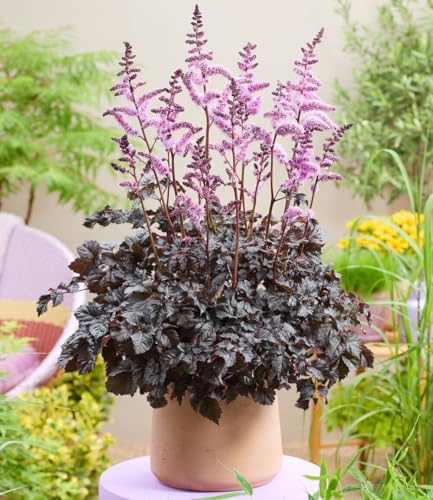 baldur-garten-astilbe-dark-side-of-the-moon-rhizom-gr-e-i image 4