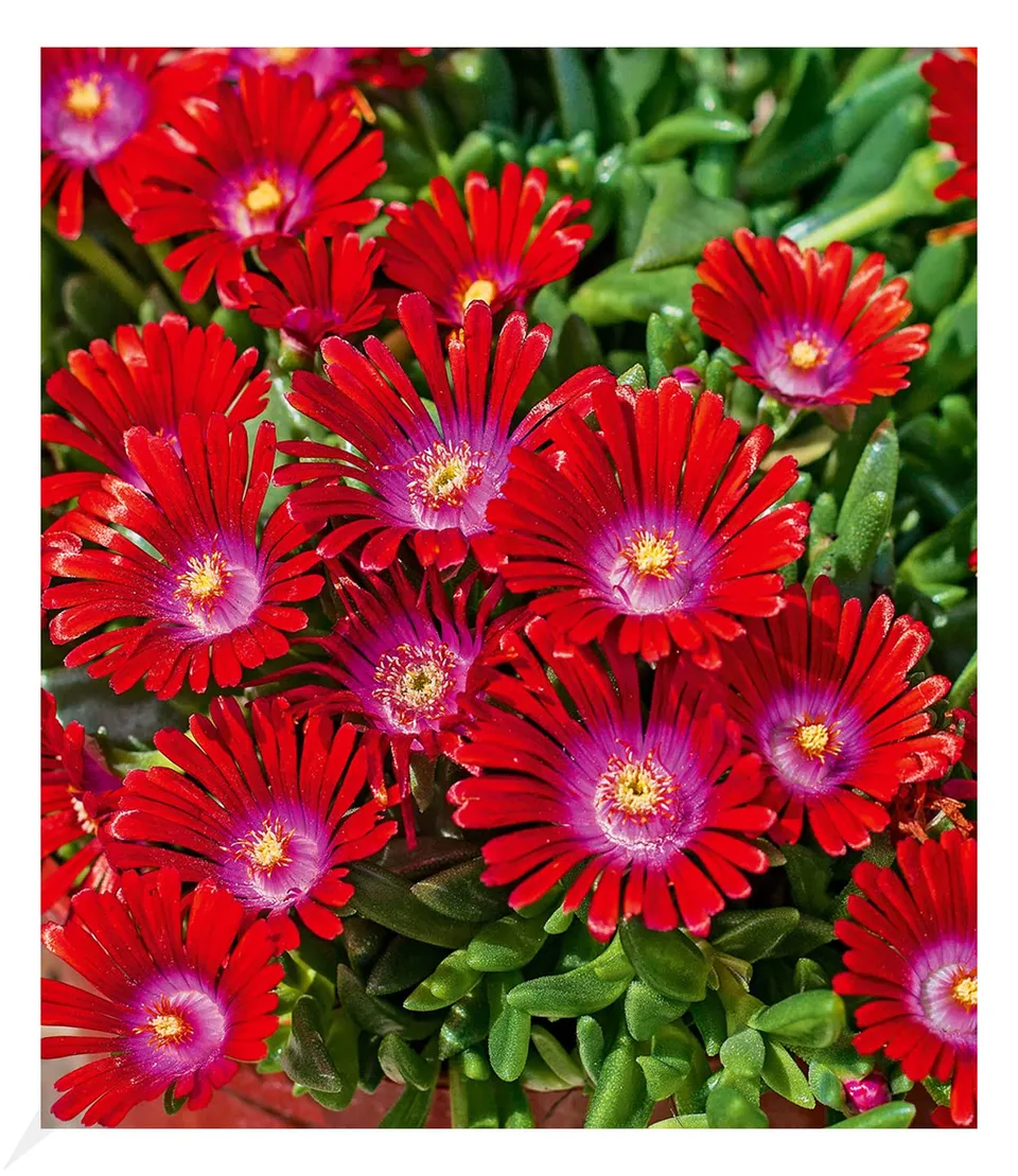 baldur-garten-eisblume-sundella-red-2x-delosperma image 1