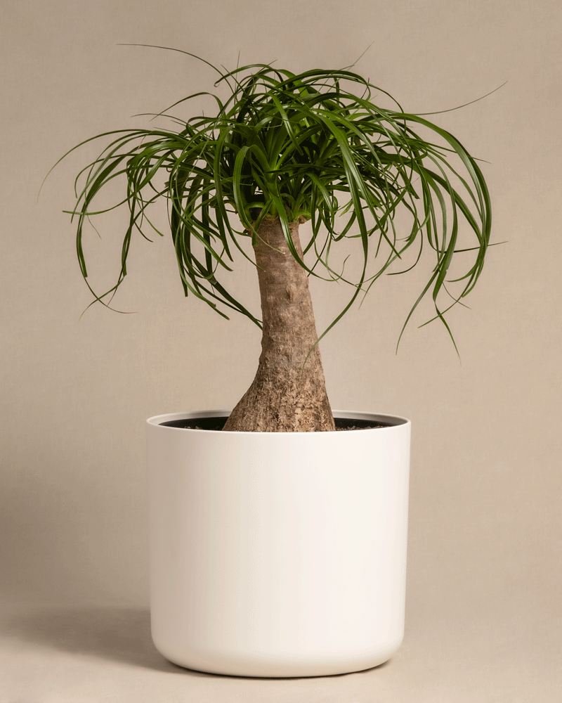 feey-elefantenfu-beaucarnea-recurvata-mittel image 7