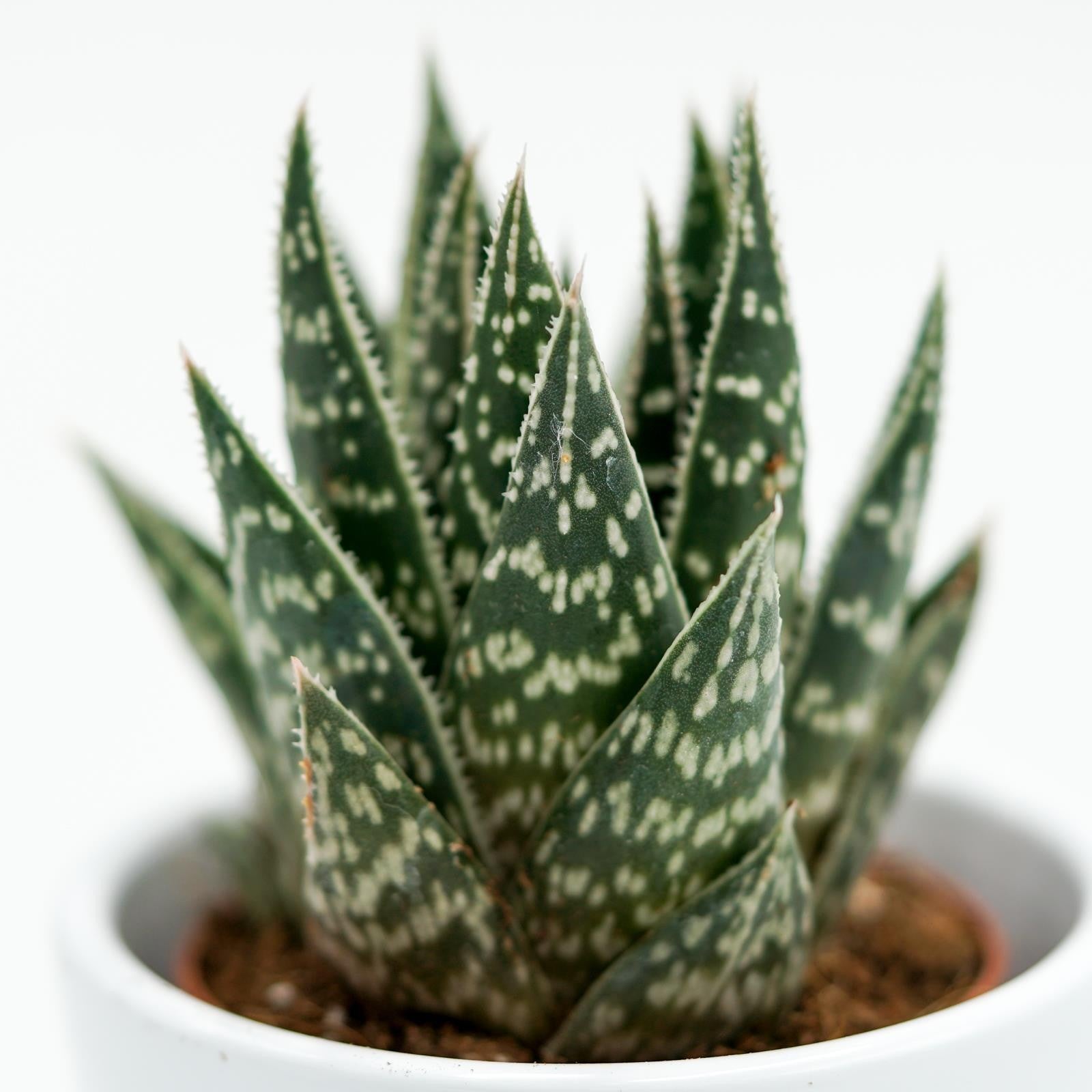 pasiora-x-gasteraloe-interstellar-sukkulente-5-5cm image 4