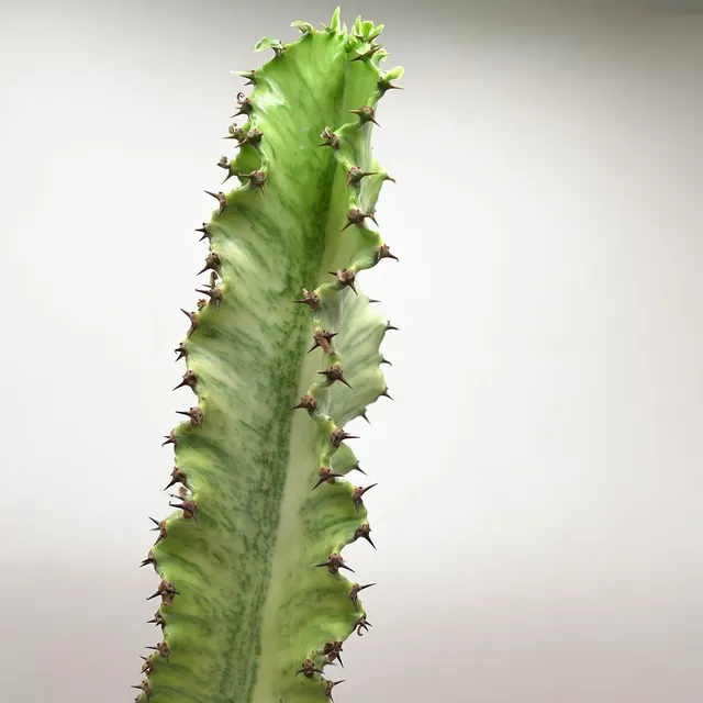 pasiora-euphorbia-ingens-marmorata-sukkulente-17cm image 1
