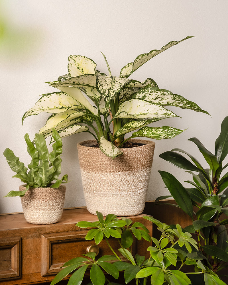 feey-pflanzenkorb-lapis-14-cm-jute-bertopf-naturfaser image 4