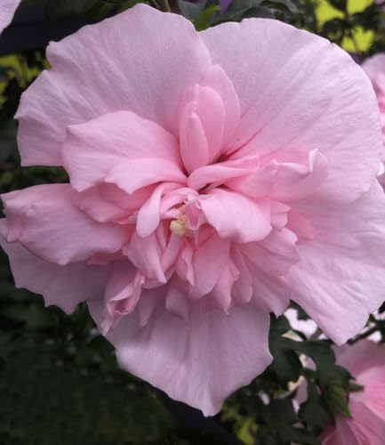 baldur-garten-gef-llter-hibiskus-chiffon-pink-hibiscus-syriacus-im-9x9-cm-topf image 5