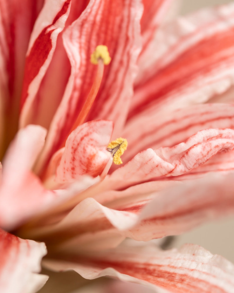 feey-amaryllis-hippeastrum-ritterstern-zwiebel-in-rot-wei-rot-wei image 6