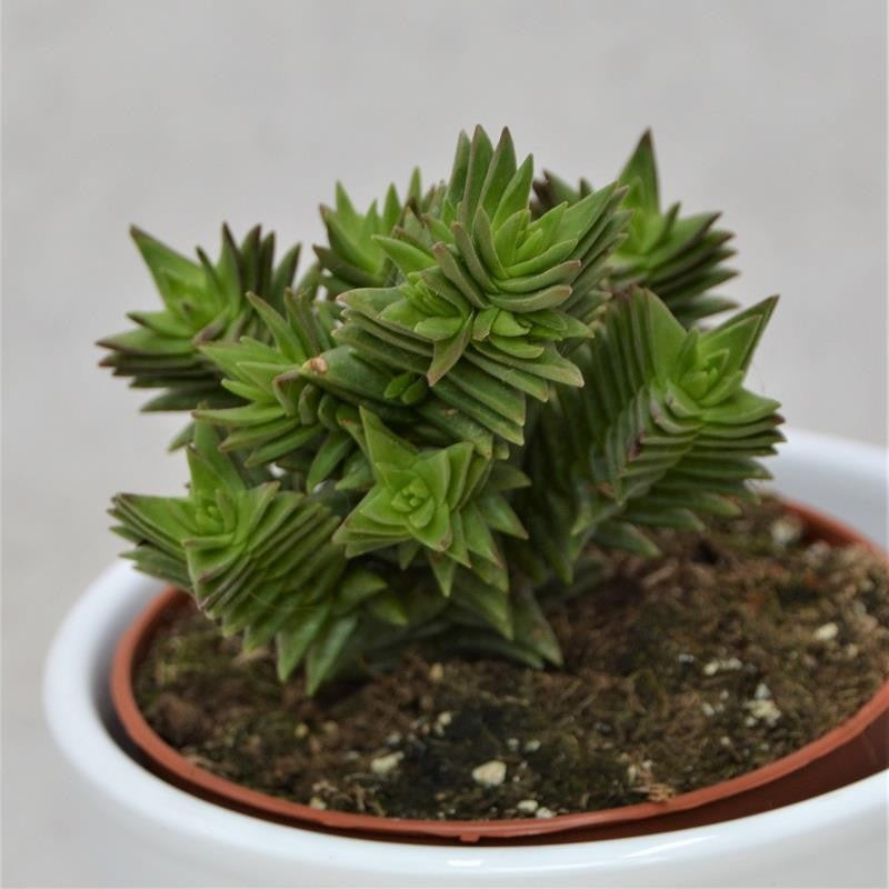 pasiora-crassula-hybrid-8-5cm-topf image 2