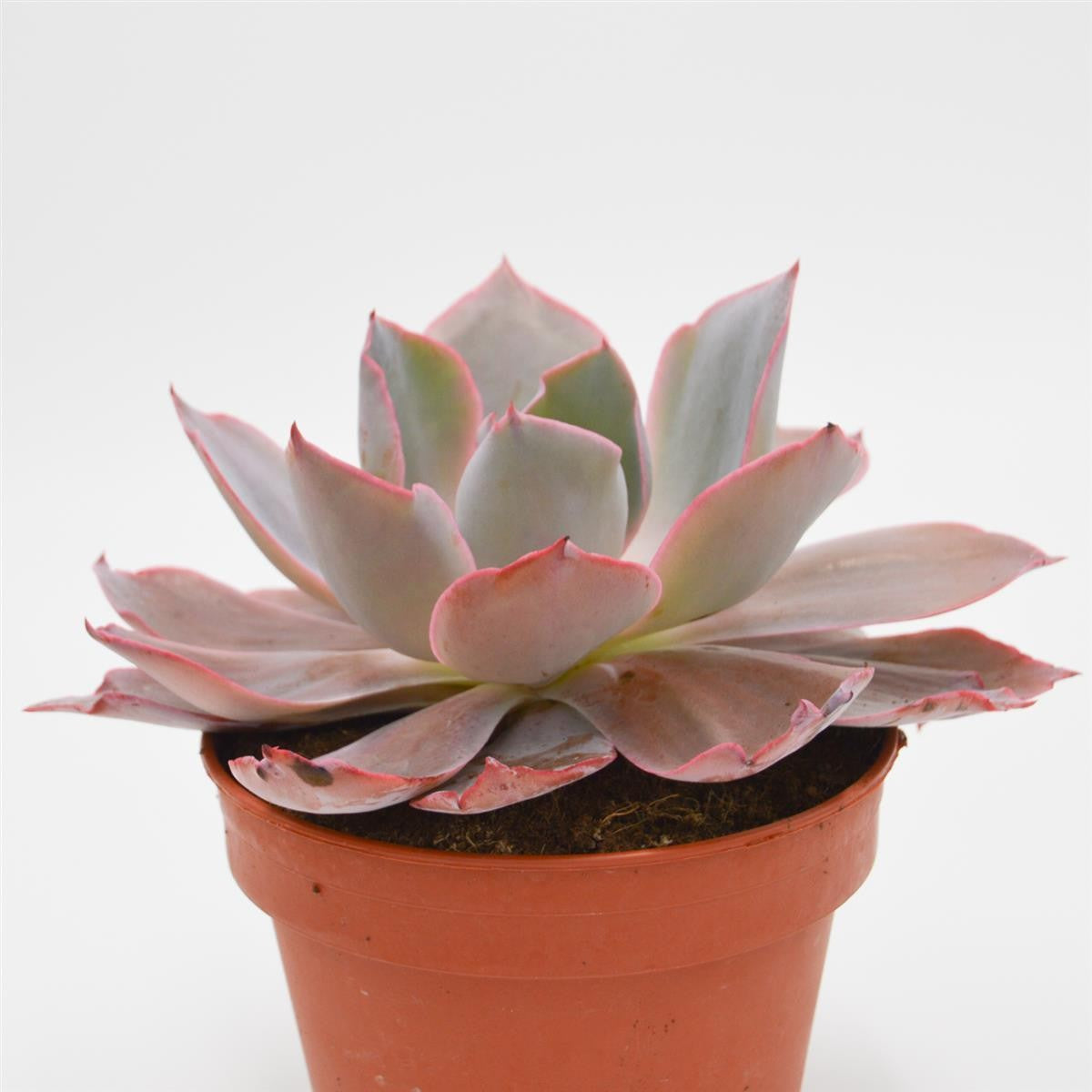pasiora-echeveria-afterglow-sukkulente-15-cm-xxl-rosette image 2