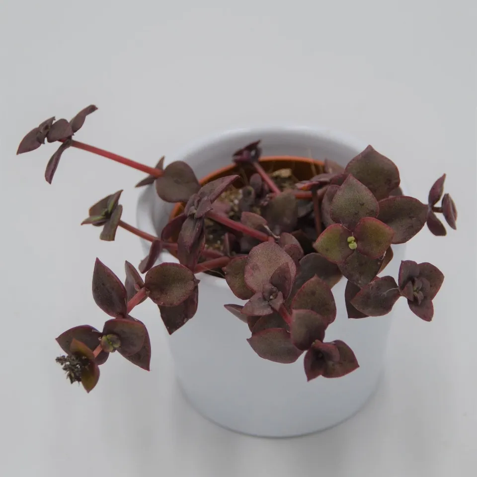 pasiora-crassula-pellucida-ssp-marginalis-f-rubra-sukkulente-5-5cm-topf image 1