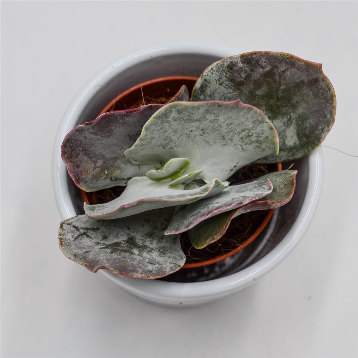 pasiora-cotyledon-orbiculata-pink-leaves-sukkulente-5-5cm image 2
