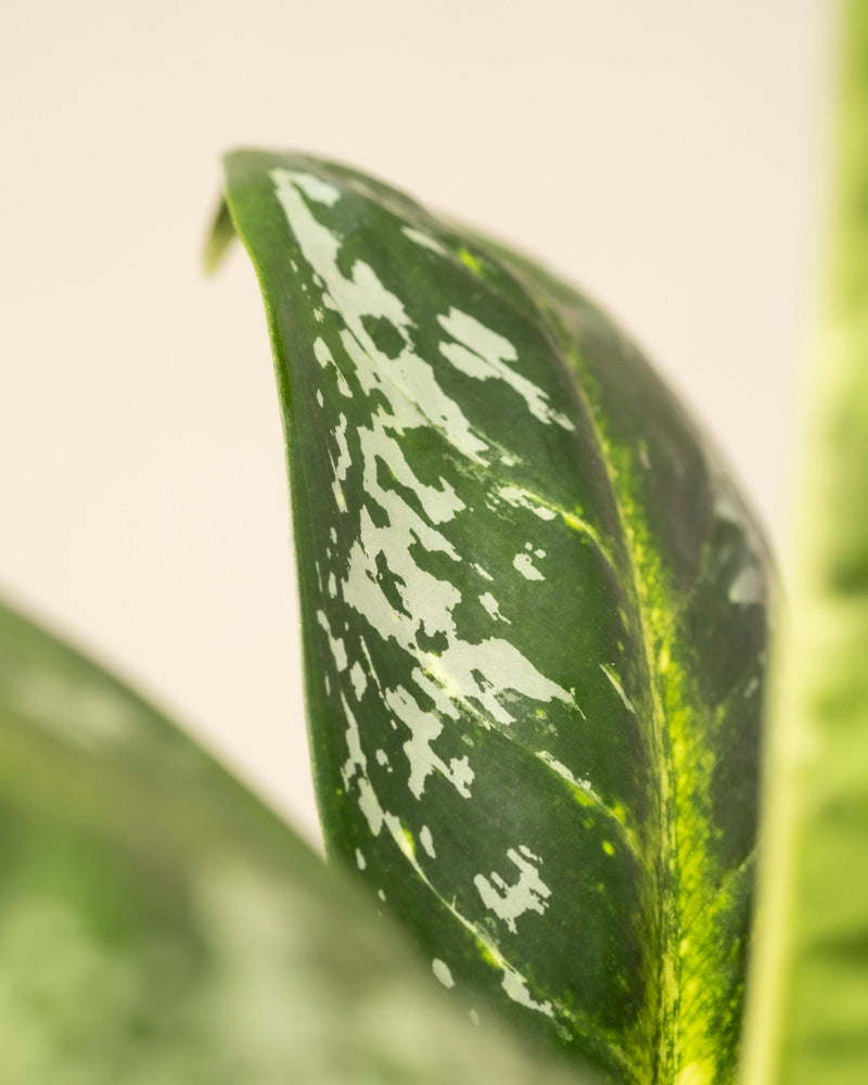 feey-aglaonema-onyx-green-zimmerpflanze-klein-mittel image 2