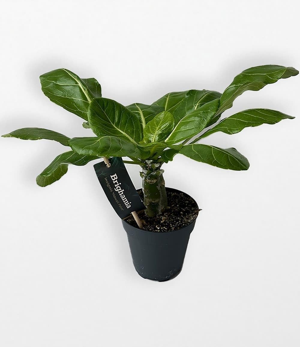 baldur-garten-hawaii-palme-brighamia-insignis-zimmer-balkonpflanze-im-12-cm-topf image 3