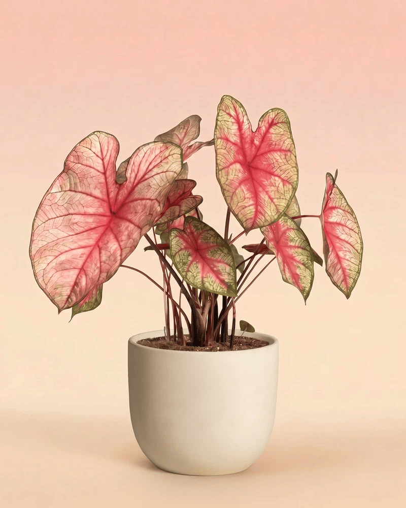 feey-caladium-party-punch-buntwurz-pink image 6