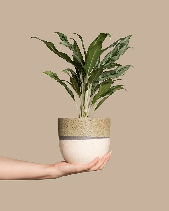 feey-aglaonema-greyhound-zimmerpflanze-kolbenfaden image 1