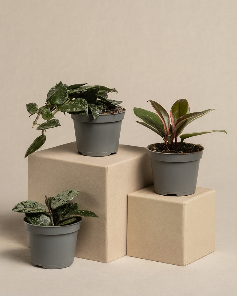 feey-babypflanzen-trio-hoya-wachsblumen-3er-set image 3