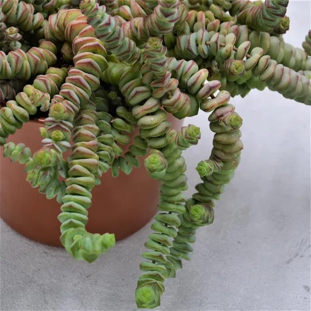 pasiora-crassula-rupestris-subsp-marnieriana-hottentot-felsen-dickblatt-12cm image 1
