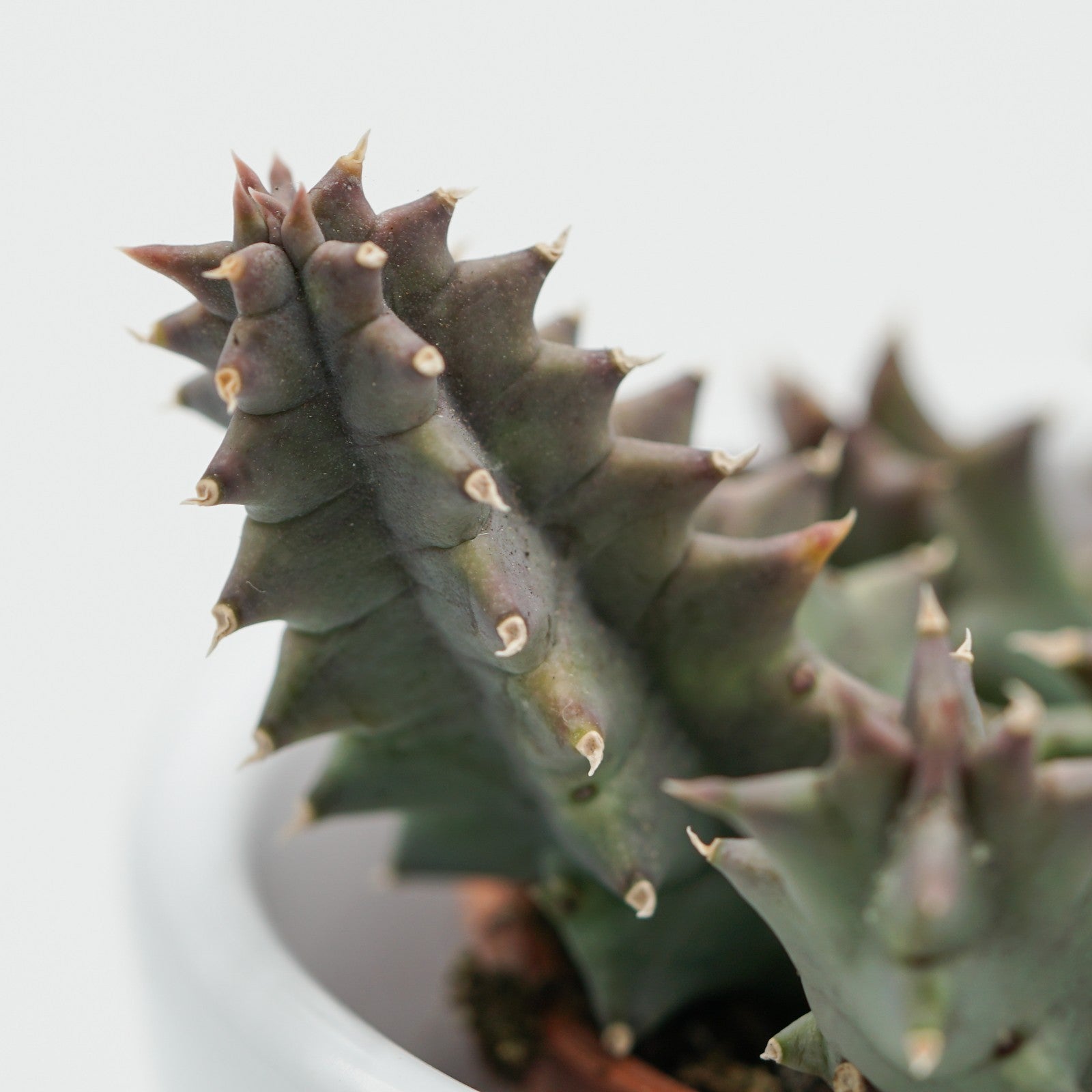 pasiora-huernia-confusa-aasblume-sukkulente-8-cm-topf image 4