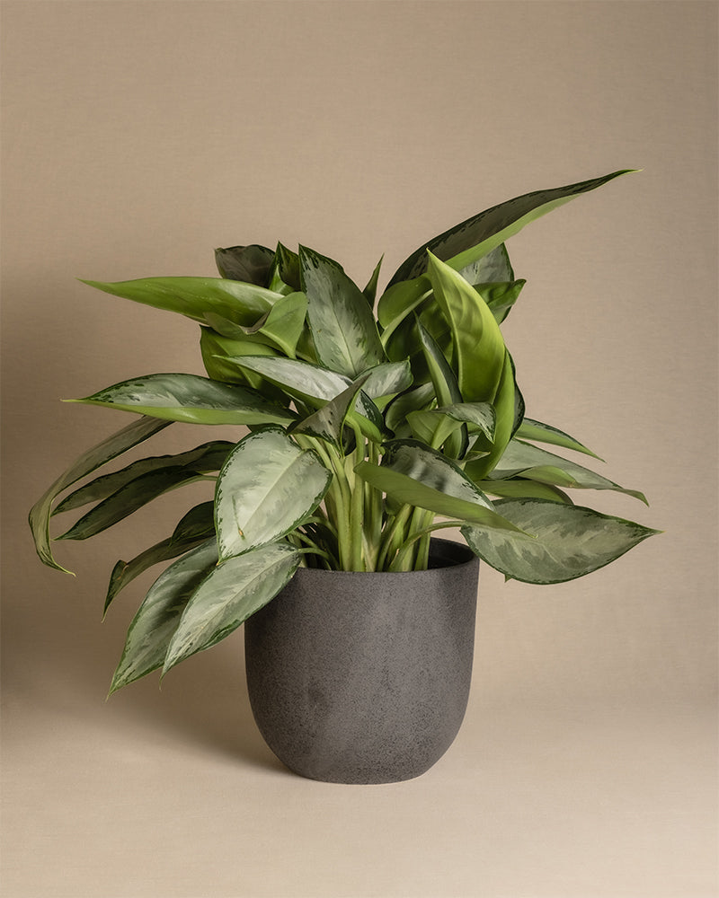 feey-aglaonema-silverado-kolbenfaden-50-60-cm image 5