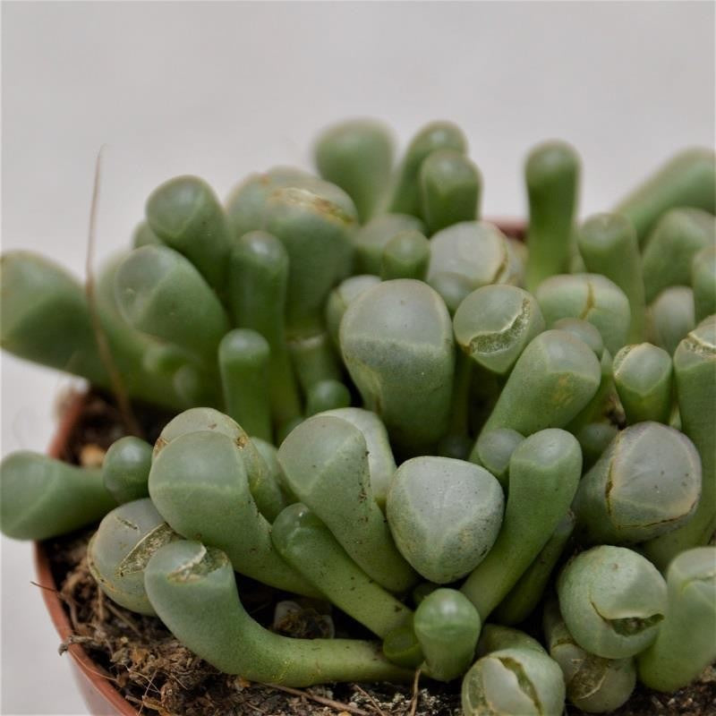 pasiora-fenestraria-aurantiaca-fensterblume-8-5cm-topf image 1