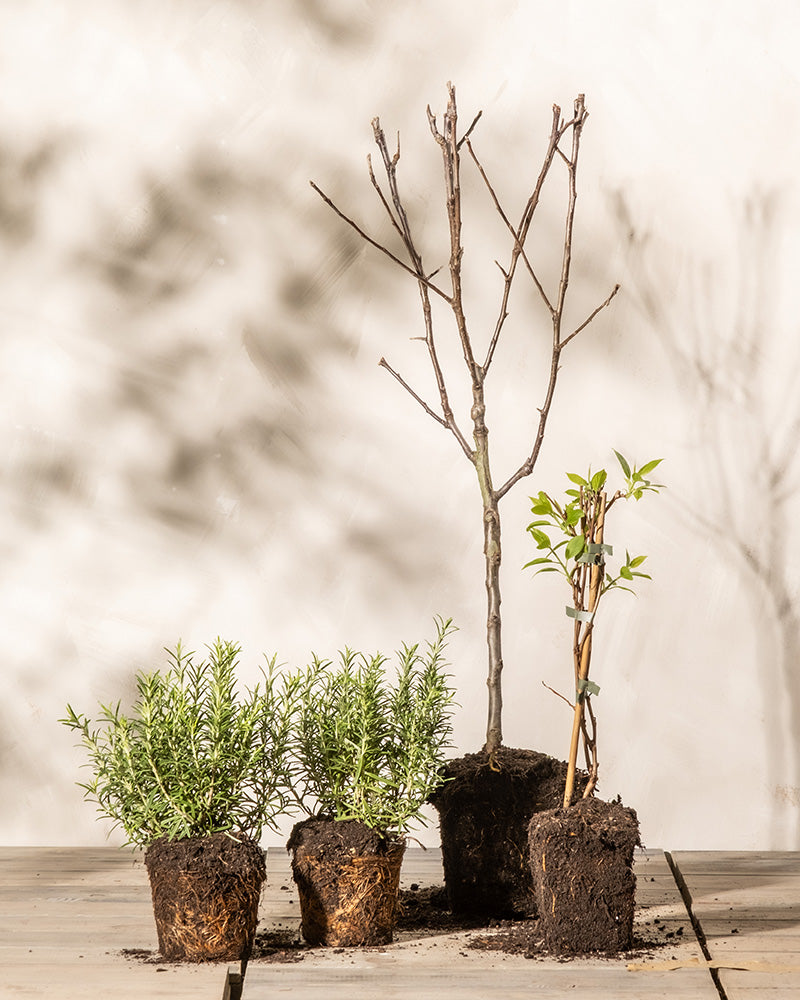 feey-essbares-sonnen-set-mini-kiwi-issai-apfelbaum-summerred-patio-rosmarin image 3