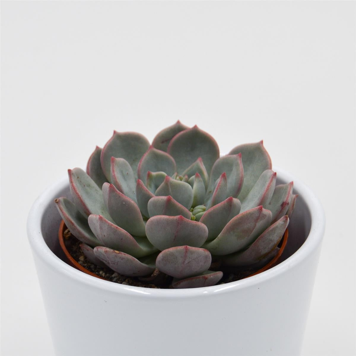 pasiora-echeveria-subcorymbosa-lau-026-8-5cm image 2