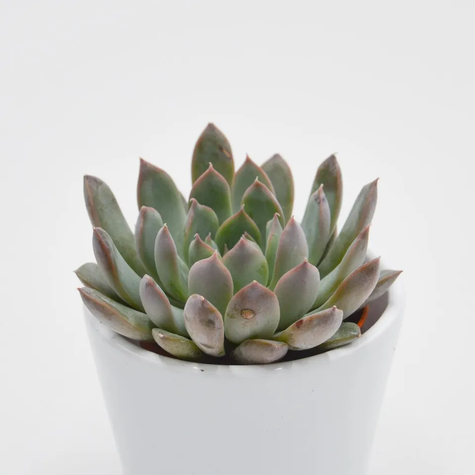 pasiora-echeveria-summer-sukkulente-5-5cm-topf image 1