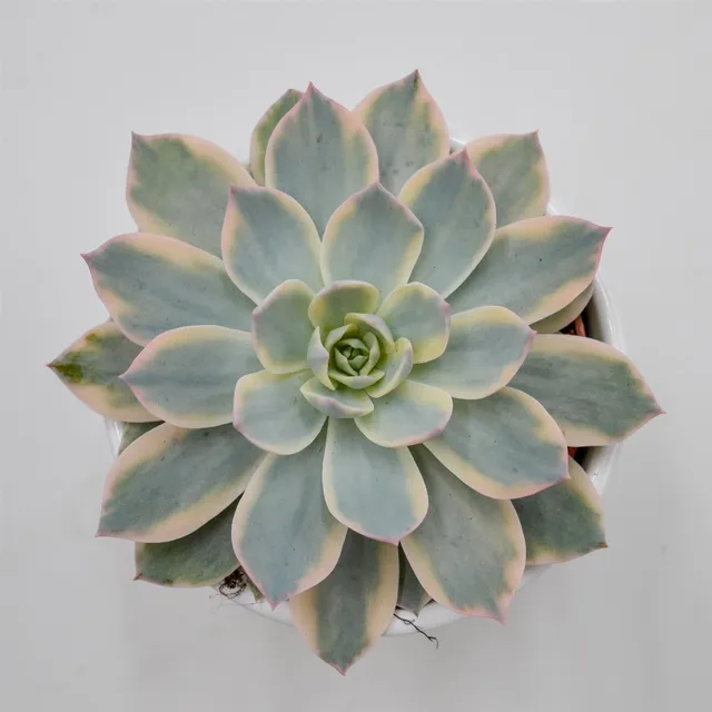 pasiora-echeveria-subessilis-f-variegata-sukkulente-10-5cm image 1