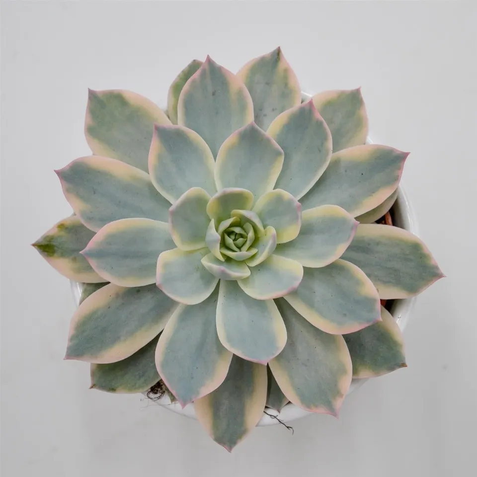 pasiora-echeveria-subessilis-f-variegata-sukkulente-10-5cm image 1