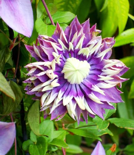 baldur-garten-2x-clematis-taiga-rarit-t-kletterpflanze-im-11-cm-topf image 7