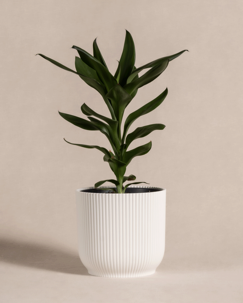 feey-keulenlilie-cordyline-fruticosa-glauca-zimmerpflanze image 8